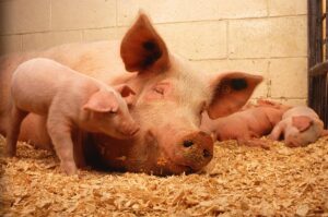 porcs