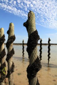 produit de la mer