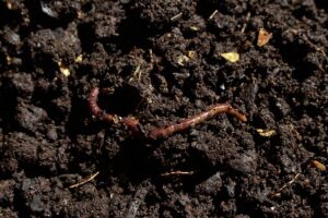 compost-fermier
