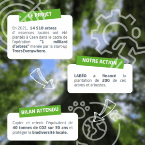 bilan arbre