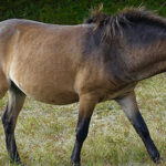 Supicion d'un dyfonctionnement de la pars intermedia de l'hypophyse