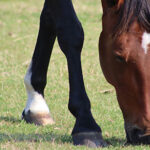 Suspicion de fourbure endocrinienne