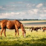Chevaux dans la plaine