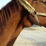 Suspicion d'un problème tyroidien