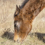 Suspicion de PPID (Dysfonctionnement de la pars intermedia pituitaire)